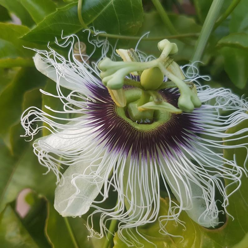 Passion flower on my balcony