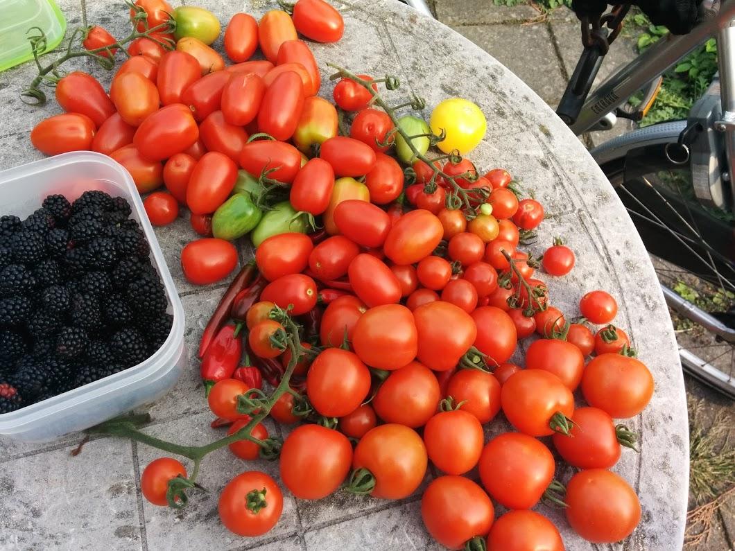 Tomatoes and blackberries from my garden